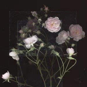 三个黑人和一个白人怎么念
